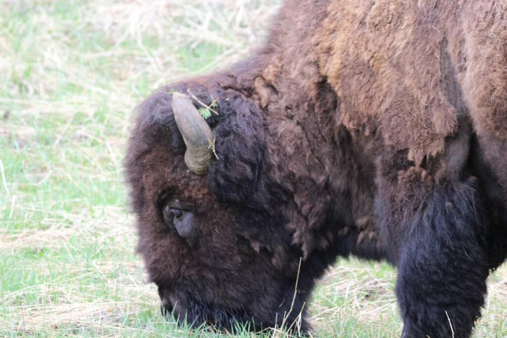 Bison Lodge - Lg Home - 2 Bedrooms - Less Than 5 Miles To Yellowstone North Entrance, Sleeps Up To 8 Gardiner Exterior photo