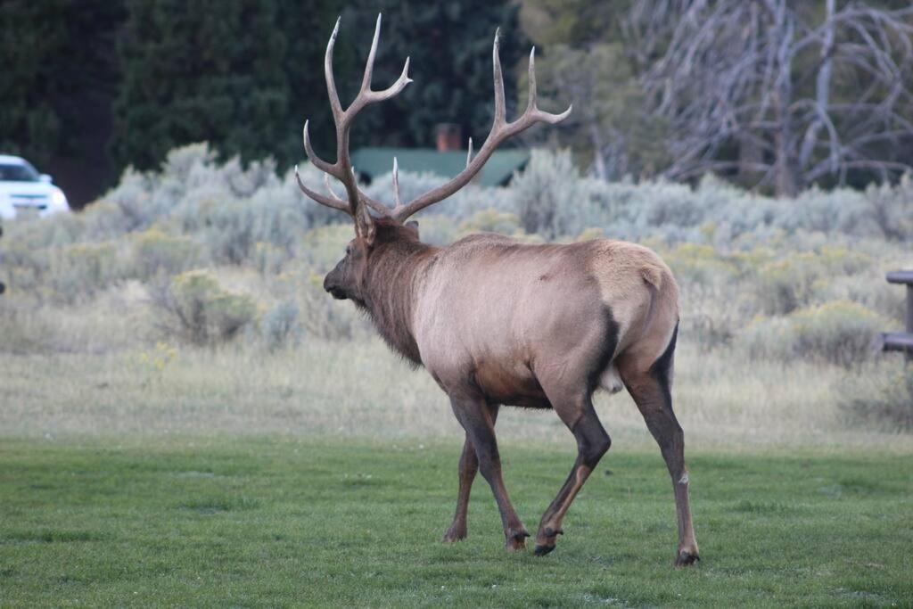 Bison Lodge - Lg Home - 2 Bedrooms - Less Than 5 Miles To Yellowstone North Entrance, Sleeps Up To 8 Gardiner Exterior photo